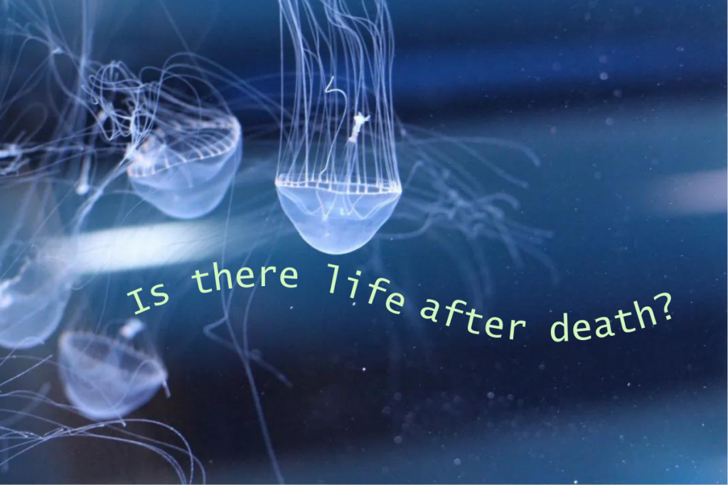Is there life after death. Ian McCormack